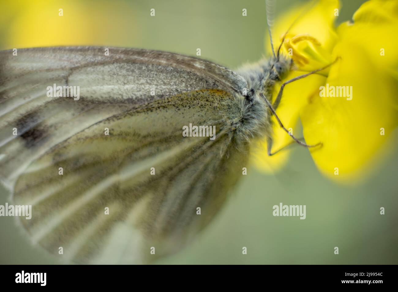Photo macro d'un papillon. Nectar de boissons aux papillons. Papillon sur une fleur. Photo macro des insectes. Banque D'Images