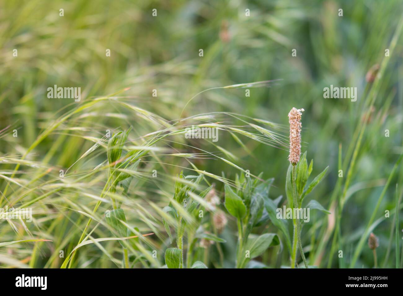 Plantago lanceolata. Plantain de Ribwort, plantain à feuilles étroites, plantain anglais, ribleaf, langue des agneaux. Plantain dans les rayons du soleil couchant, sélectiv Banque D'Images