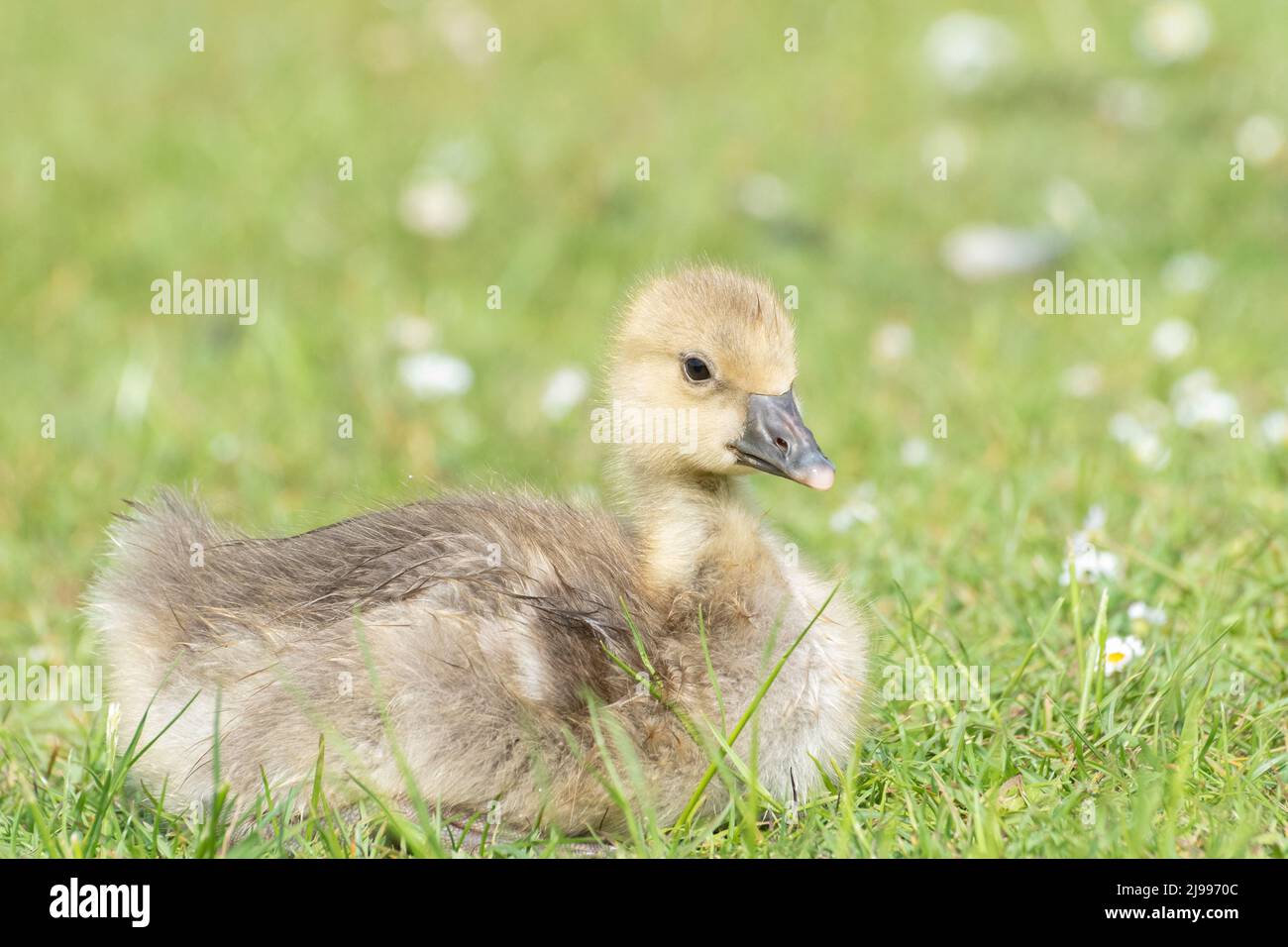 Gosling à Lakeside Country Park, Eastleigh Banque D'Images