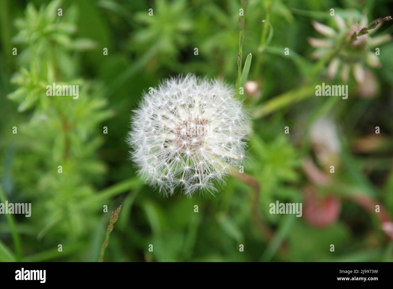 Belle tête en pissenlit blanc, bouffie, macro. Banque D'Images