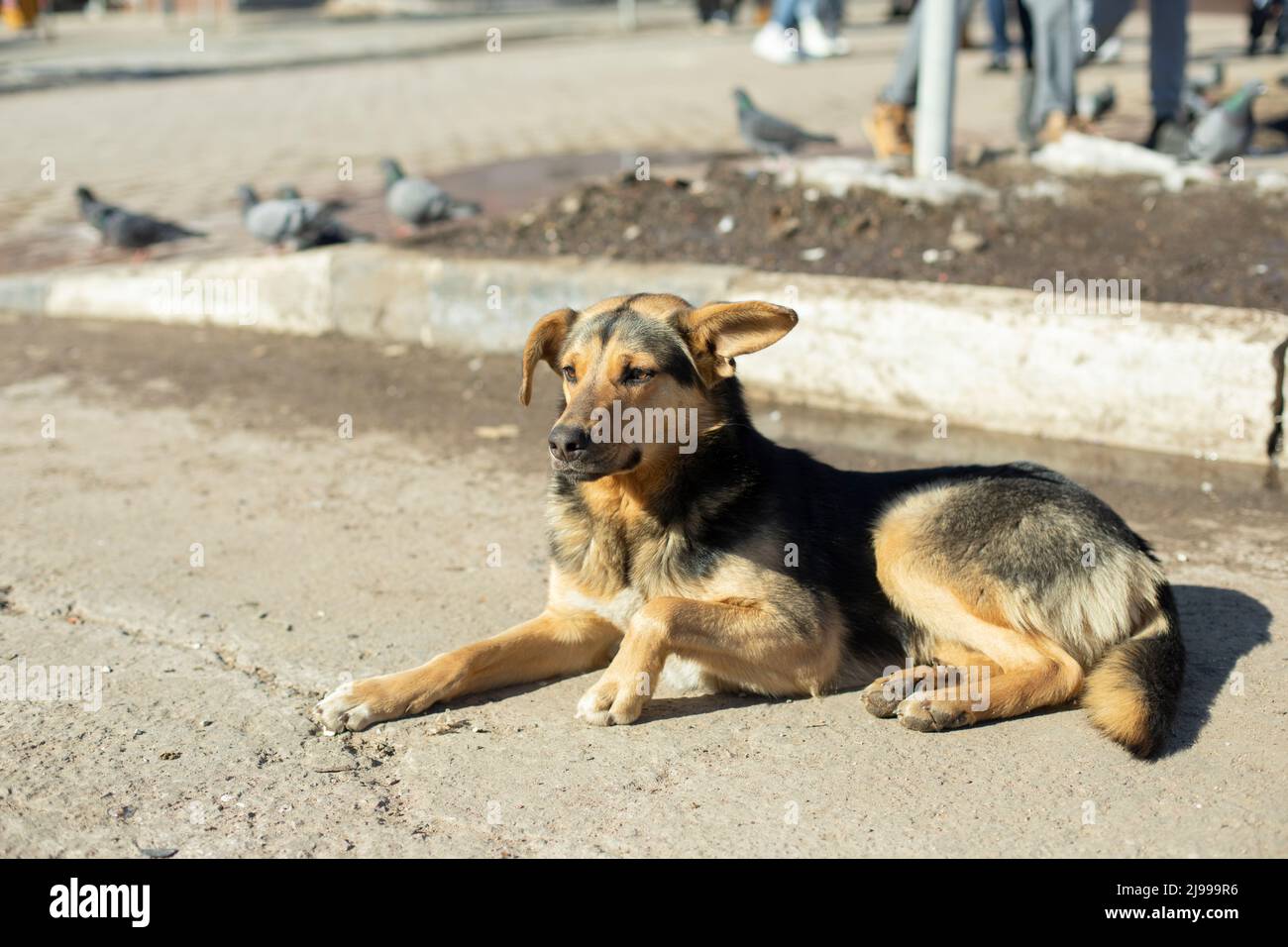 Le chien errant se trouve dans la rue. Chien sans maître. PET perdu. Banque D'Images