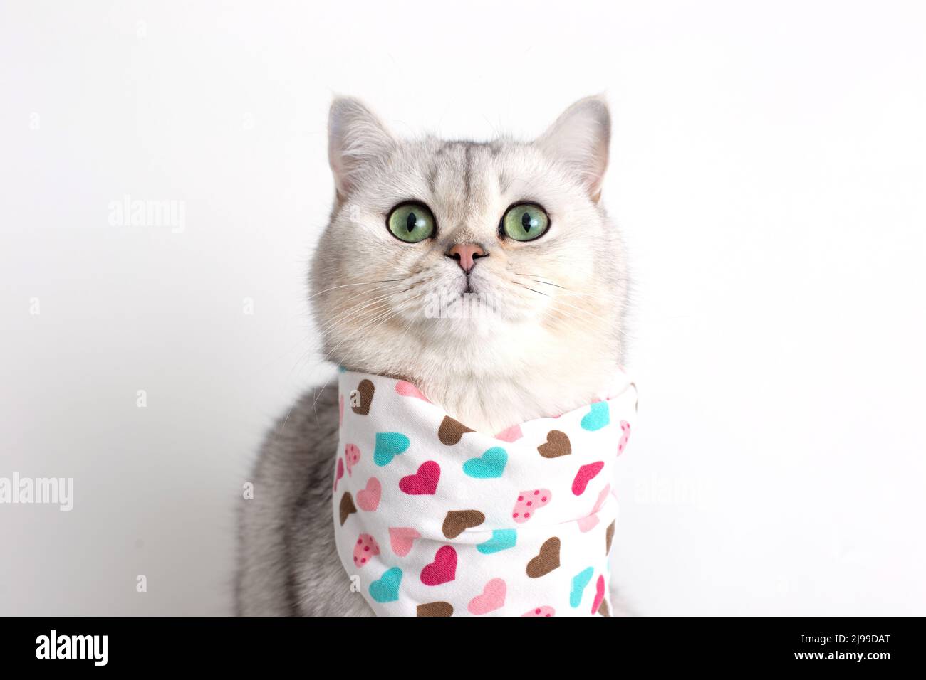 Un chat blanc sur fond blanc, avec un bavoir Banque D'Images