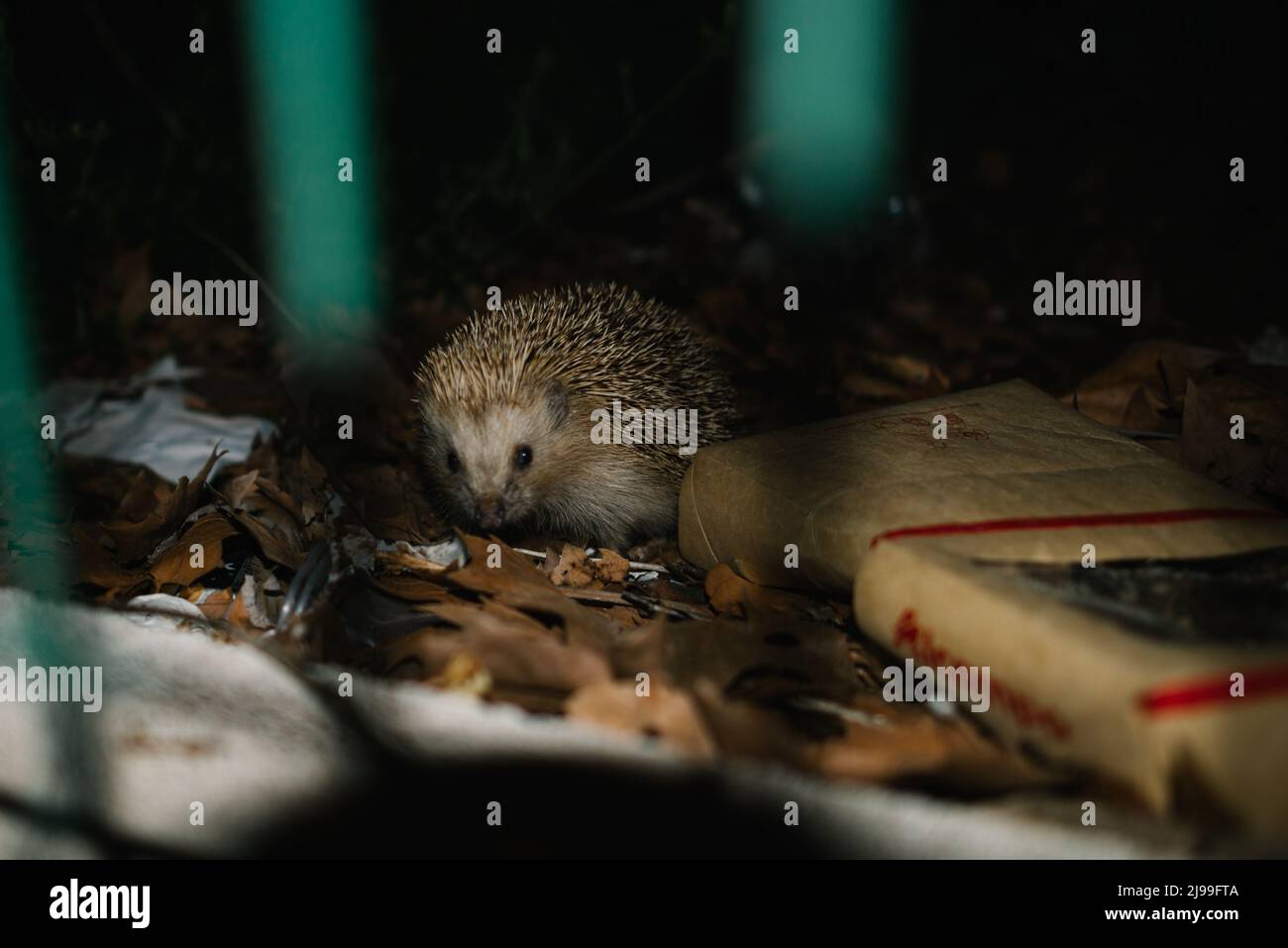 hérisson de terre à la recherche de nourriture dans un parc urbain. Banque D'Images