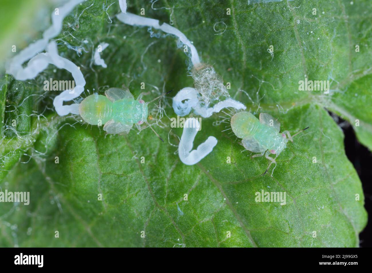 Photomicrographe d'un meunier de pomme (Cacopsyla mali) nymphe parasitaire sur une feuille de pomme Banque D'Images