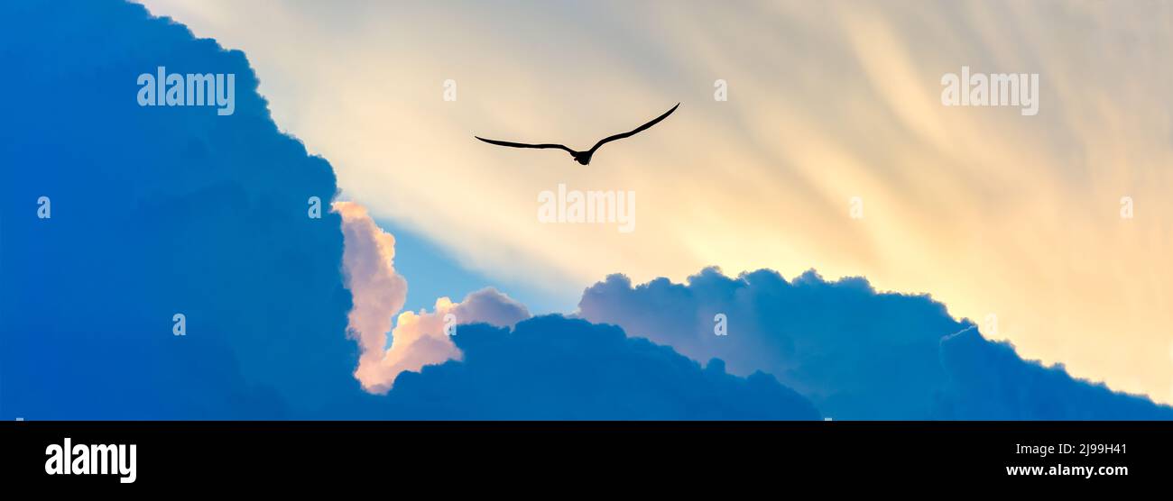 Un oiseau étend complètement ses ailes en vol au format image de bannière Banque D'Images