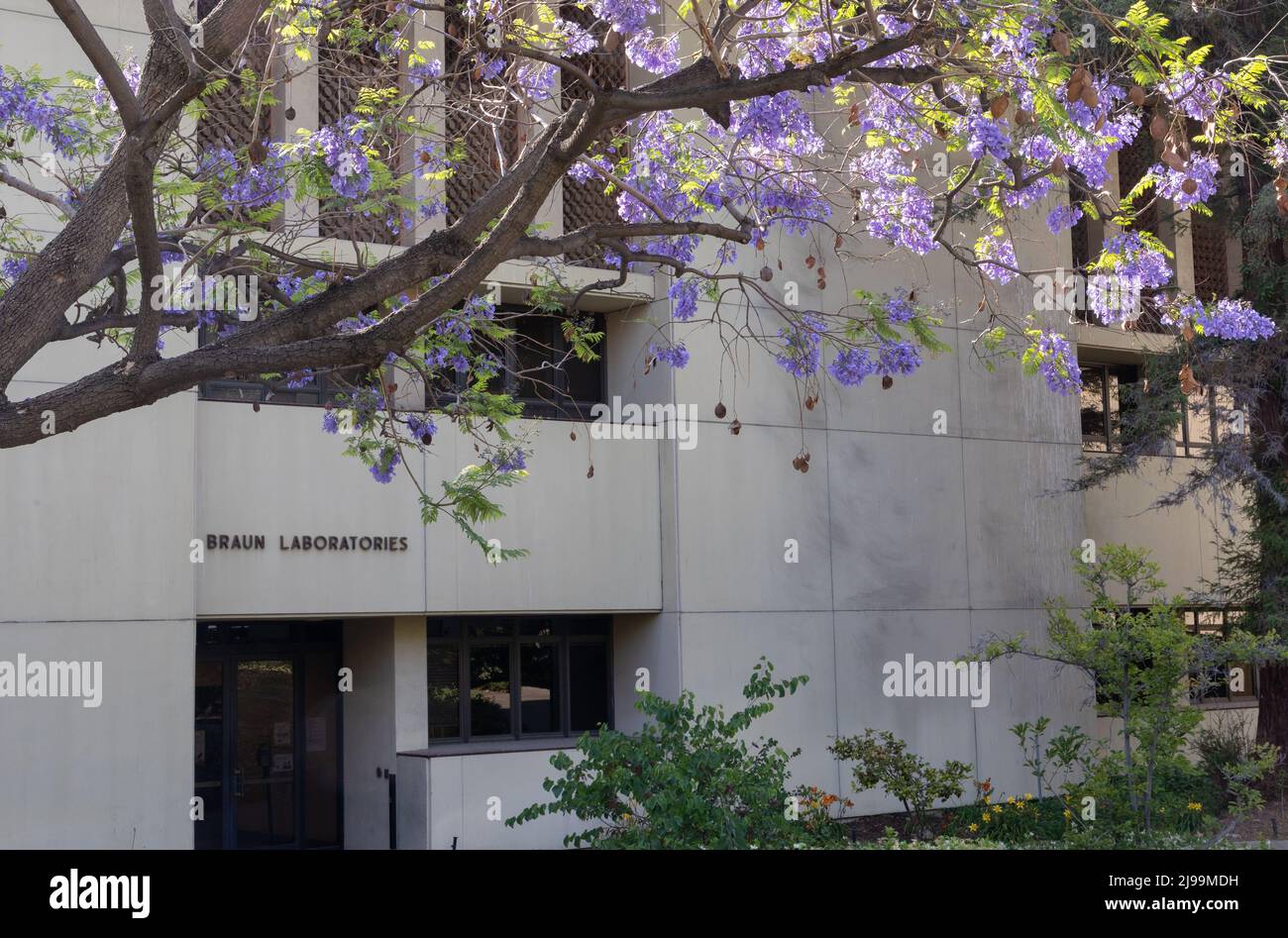 Bâtiment universitaire à Caltech avec arbres de jacaranda Banque D'Images