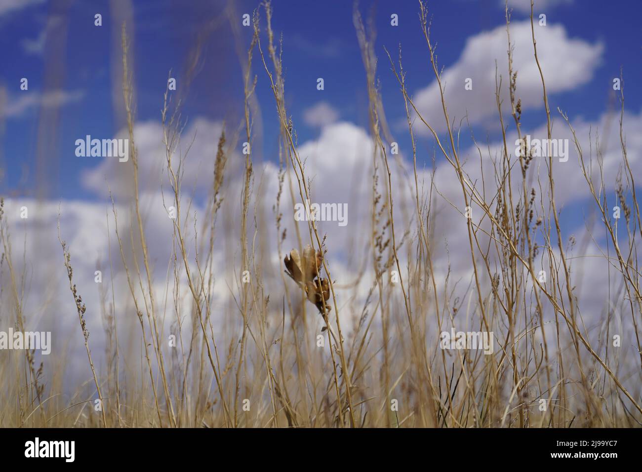 Ciel et nuages derrière la haute herbe et la pointe d'une plante de yucca. Il a été pris en privé à Calhan, Colorado, aux États-Unis. Banque D'Images