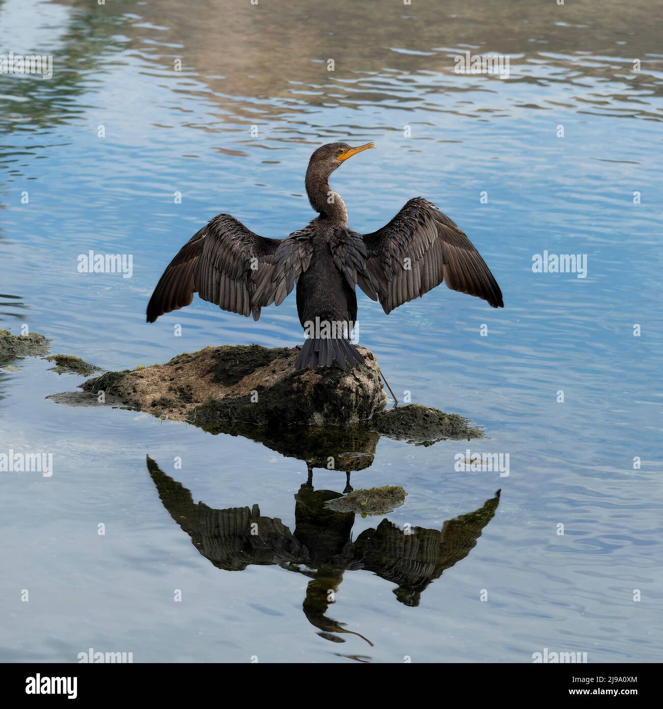 Grand Cormorant (Phalacrocorax Carbo), alias le Grand Cormorant noir, Playa del Carmen, Riviera Maya, Mexique Banque D'Images