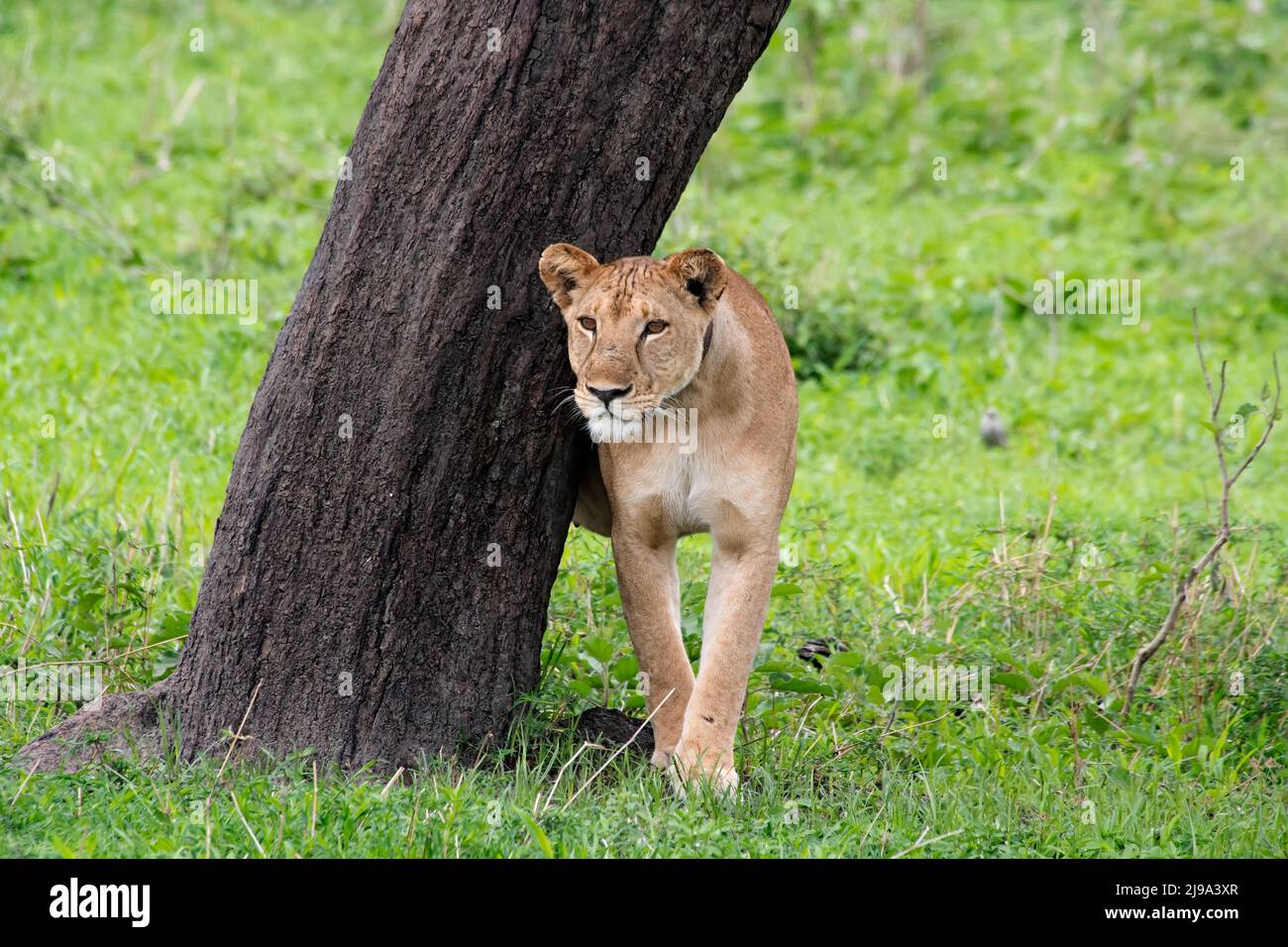 Lionne dans Parc national de Tarangire, Tanzanie Banque D'Images