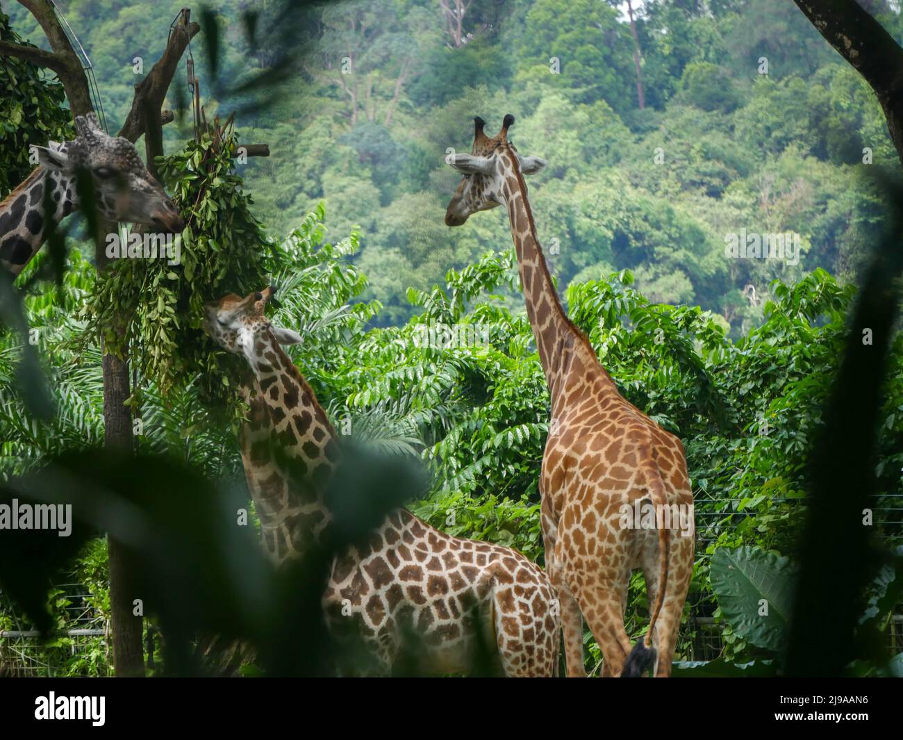 Girafe : grand mammifère africain à capuche appartenant au genre Giraffa. C'est le plus grand animal terrestre vivant et le plus grand ruminant de la Terre. Banque D'Images