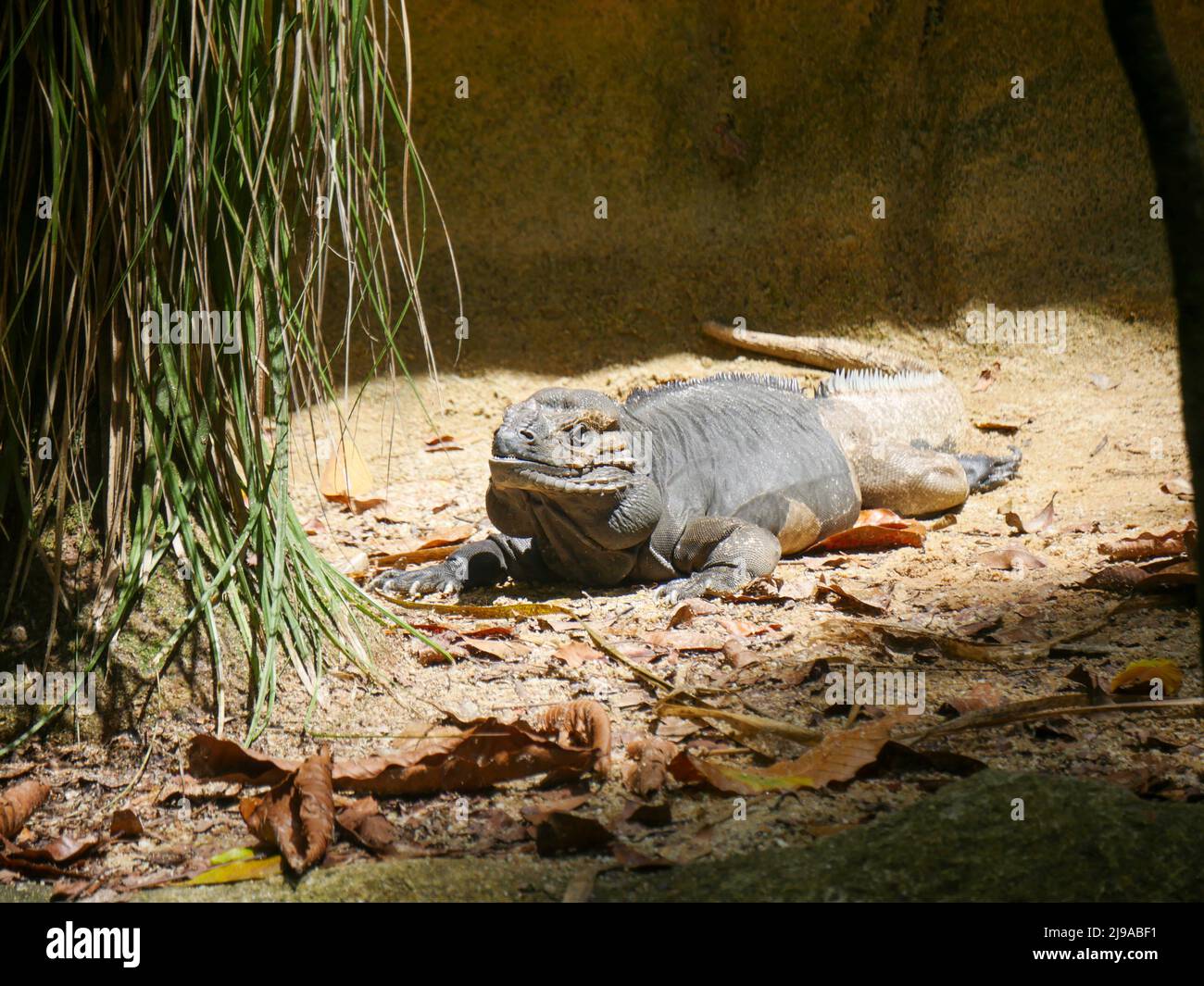 Lizard Horned Rhinoceros iguana : le rhinoceros iguana (Cyclura cornuta) est une espèce en voie de disparition d'iguana qui est endémique à l'île des Caraïbes o Banque D'Images