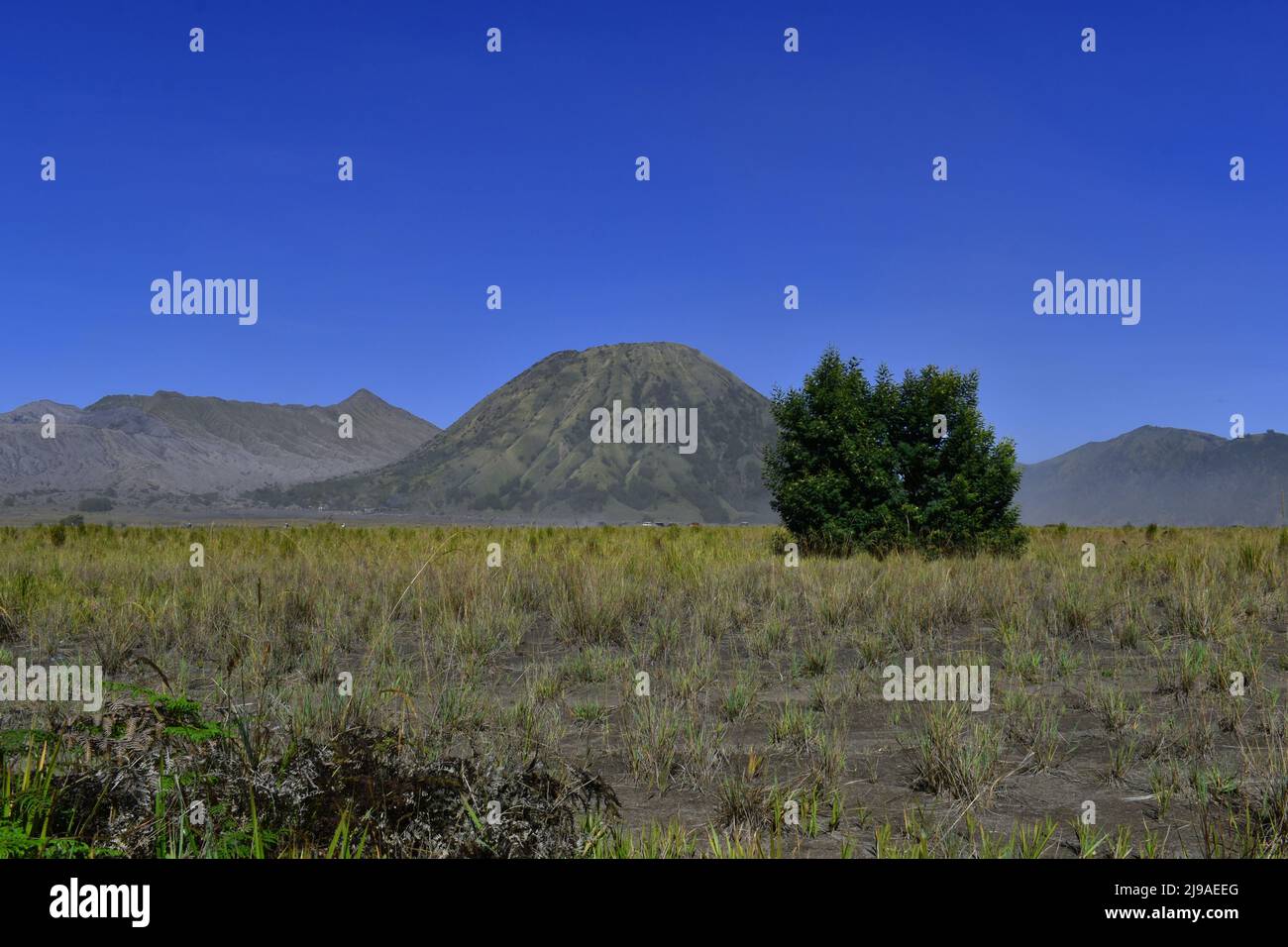 Savana au parc national de Bromo, à l'est de Java, en Indonésie, avec le mont Batok en arrière-plan. Banque D'Images