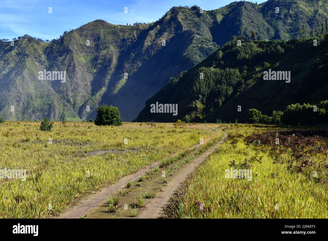 Savana au parc national de Bromo, East Java, Indonésie. Banque D'Images