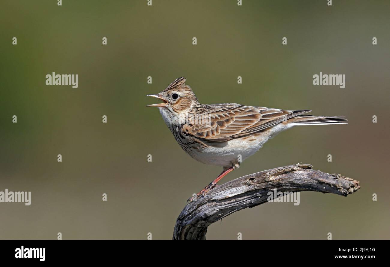 Skylark eurasien, chantant d'une branche Banque D'Images