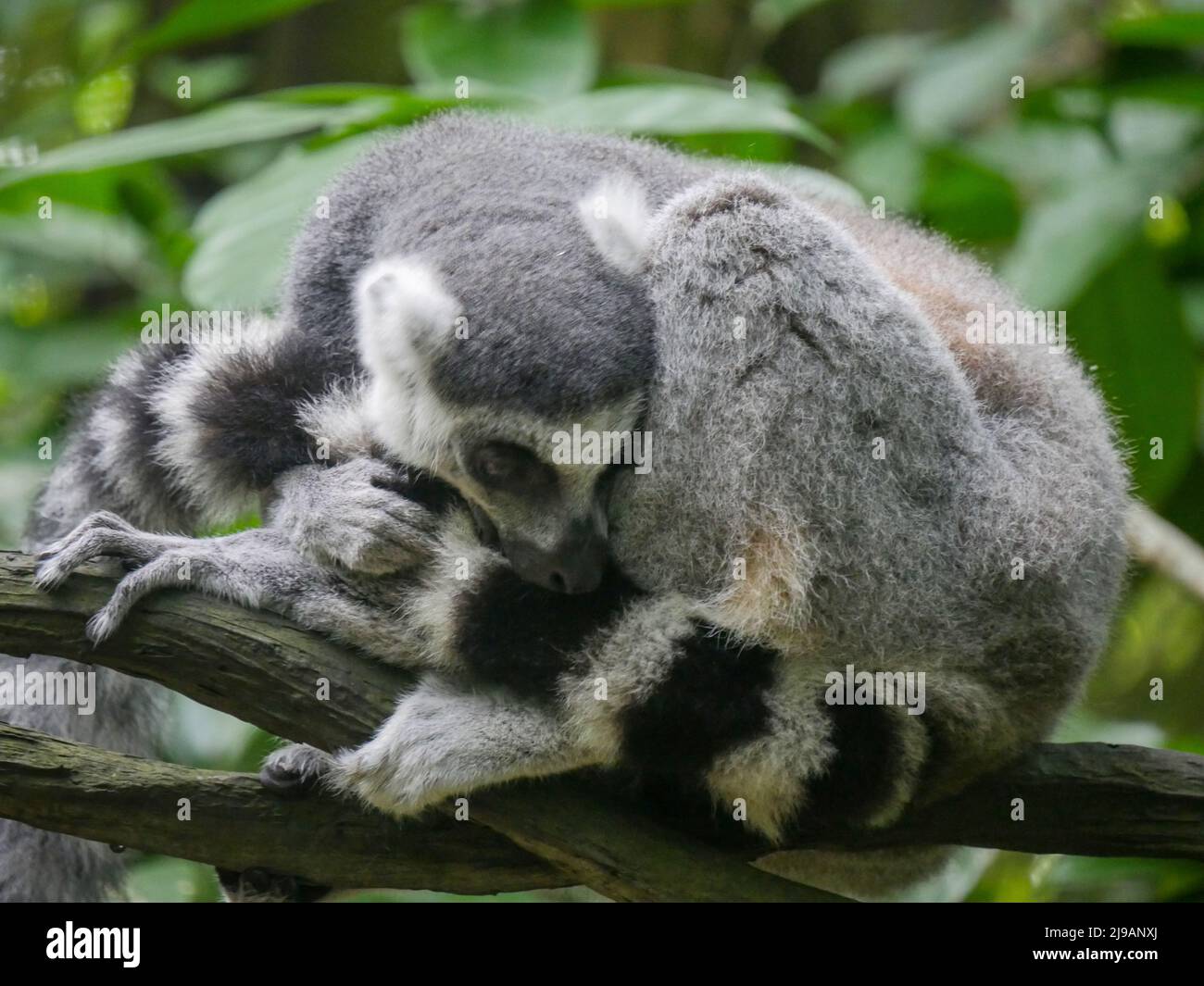 Lémuriens à queue annulaire : le lémuriens à queue annulaire (Lemur catta) est un grand primat de strepsirrhine et le lémuriens le plus reconnu en raison de sa longueur, de son noir et de son blanc Banque D'Images