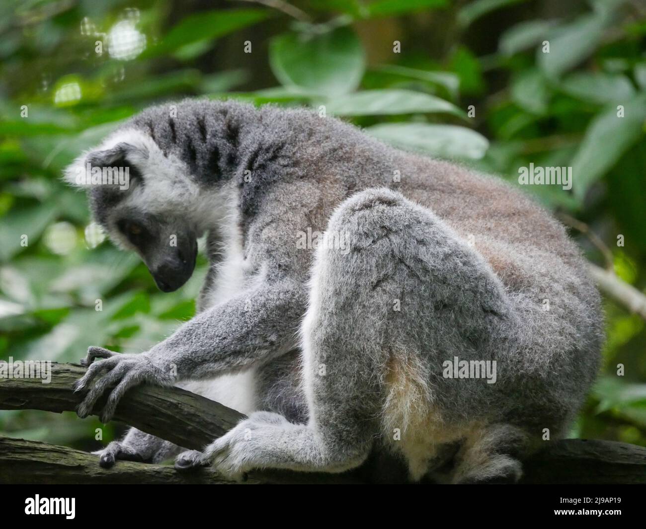Lémuriens à queue annulaire : le lémuriens à queue annulaire (Lemur catta) est un grand primat de strepsirrhine et le lémuriens le plus reconnu en raison de sa longueur, de son noir et de son blanc Banque D'Images