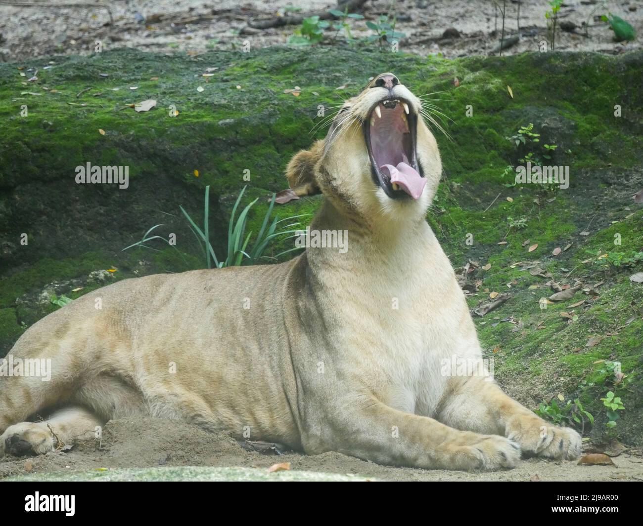 Lion africain reposant dans la jungle, la bouche du lion est très ouverte Banque D'Images