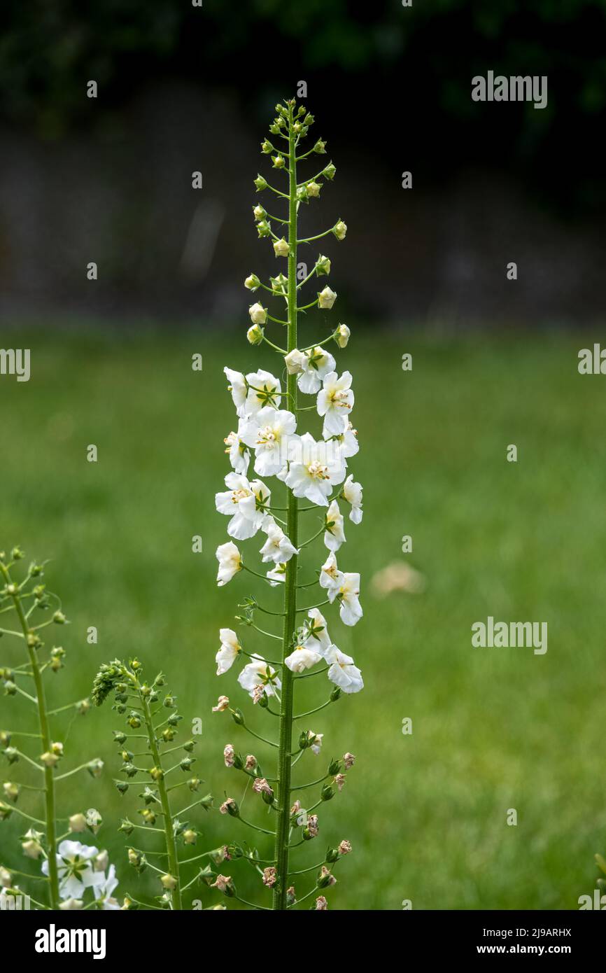 belle fleur blanche de larkspur delphinium en début d'été Banque D'Images