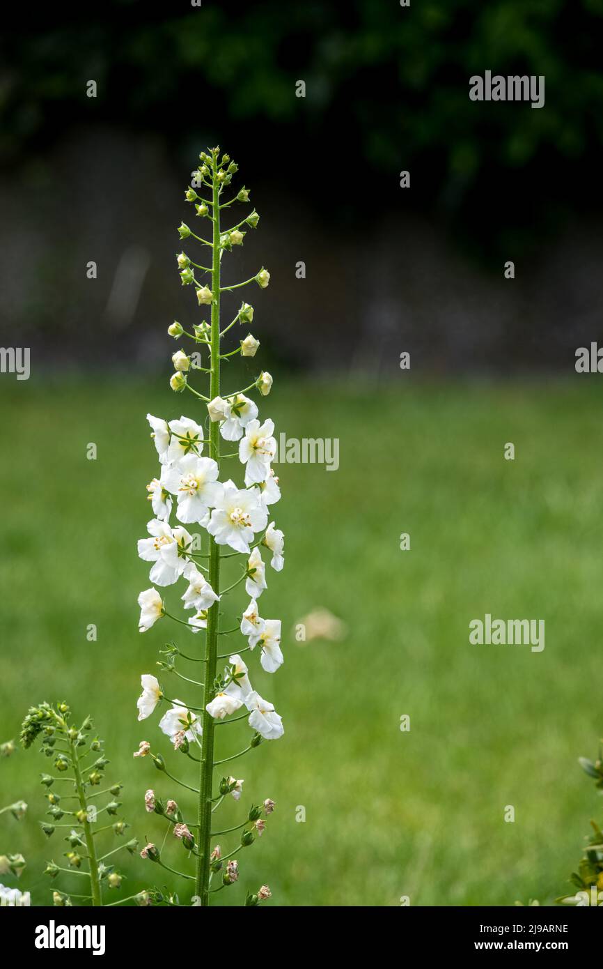 belle fleur blanche de larkspur delphinium en début d'été Banque D'Images