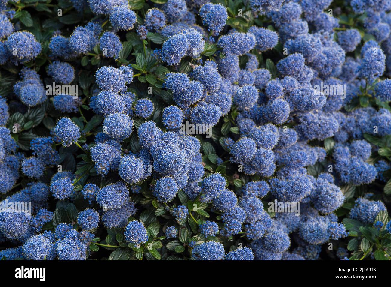 Gros plan de Ceanothus bleu - American Lilacs, au début de l'été. Banque D'Images