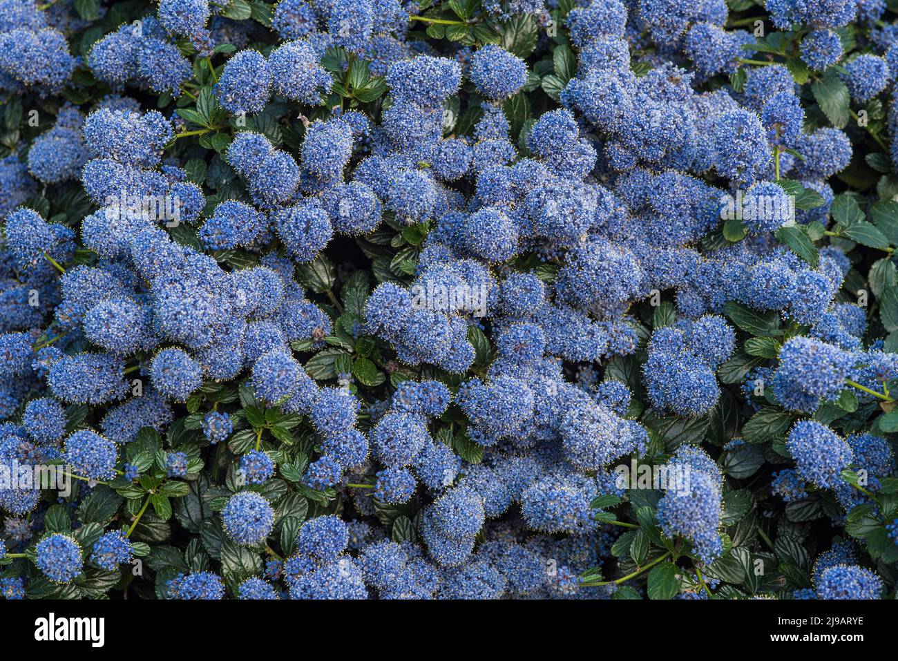 Gros plan de Ceanothus bleu - American Lilacs, au début de l'été. Banque D'Images