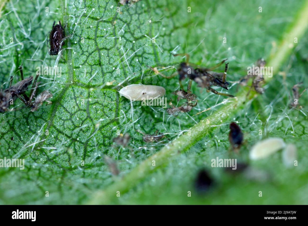 Puceron noir (Myzus cerasi) chassé par les larves de Syrphidae (Hoverfly) sous une feuille de cerisier. Banque D'Images