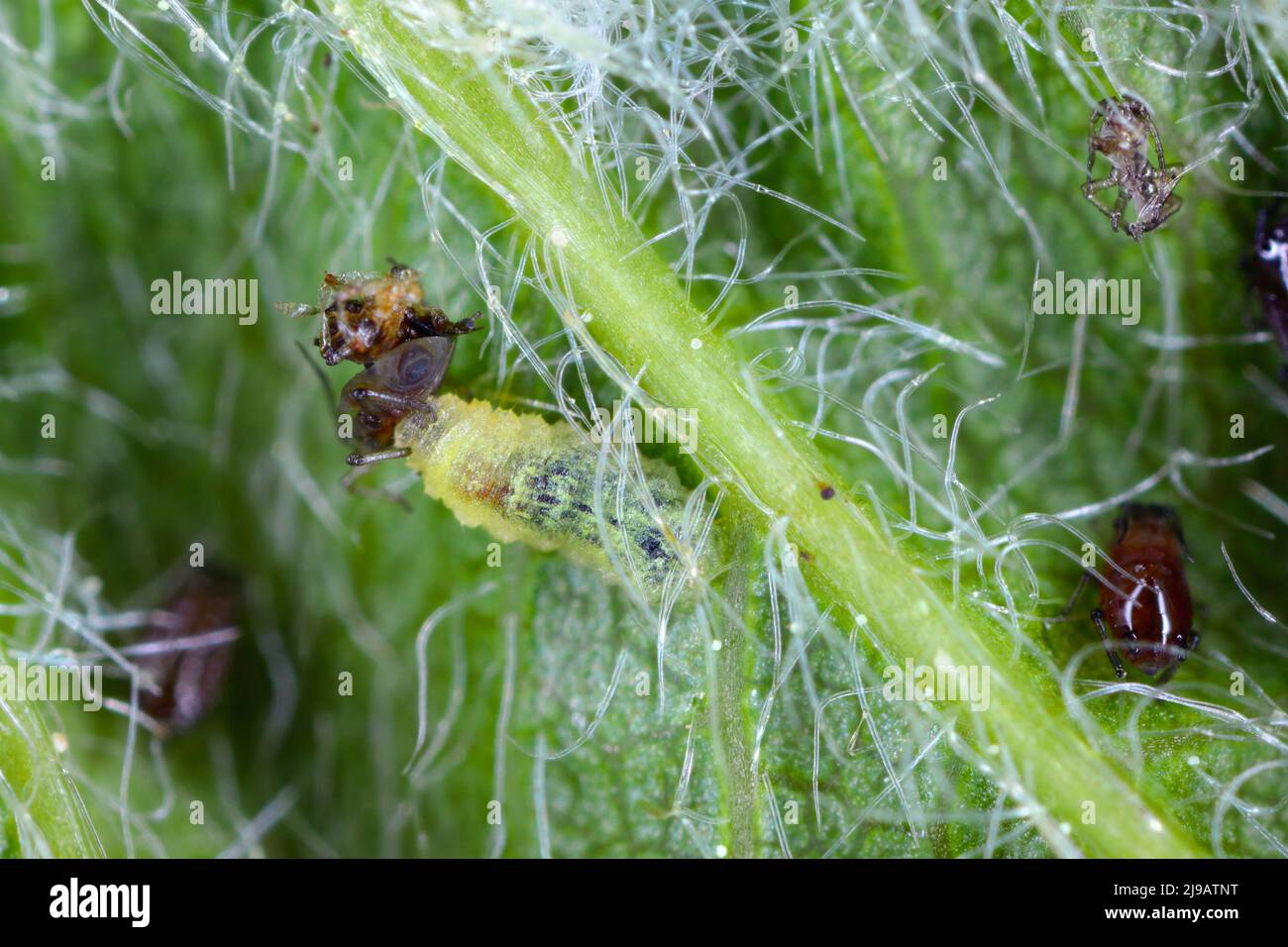Puceron noir (Myzus cerasi) chassé par les larves de Syrphidae (Hoverfly) sous une feuille de cerisier. Banque D'Images