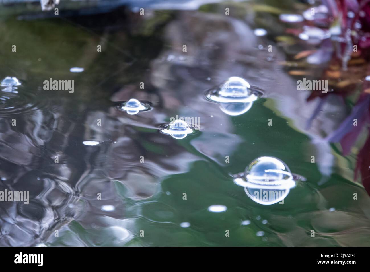 éliminer les bulles d'air sur la surface d'eau d'un étang, écouter dans la lumière d'été Banque D'Images