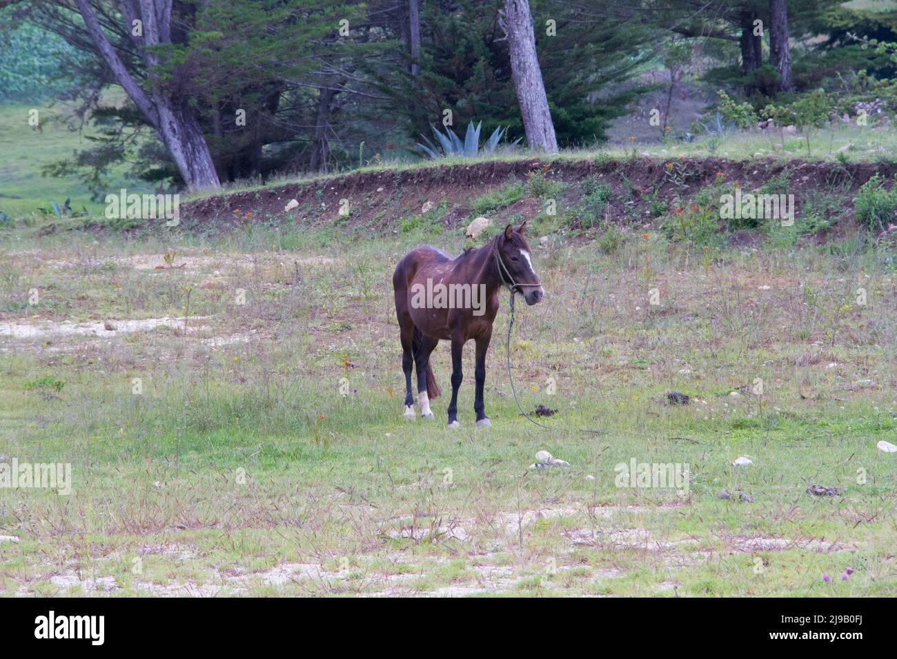 cheval dans le fieldwil Banque D'Images
