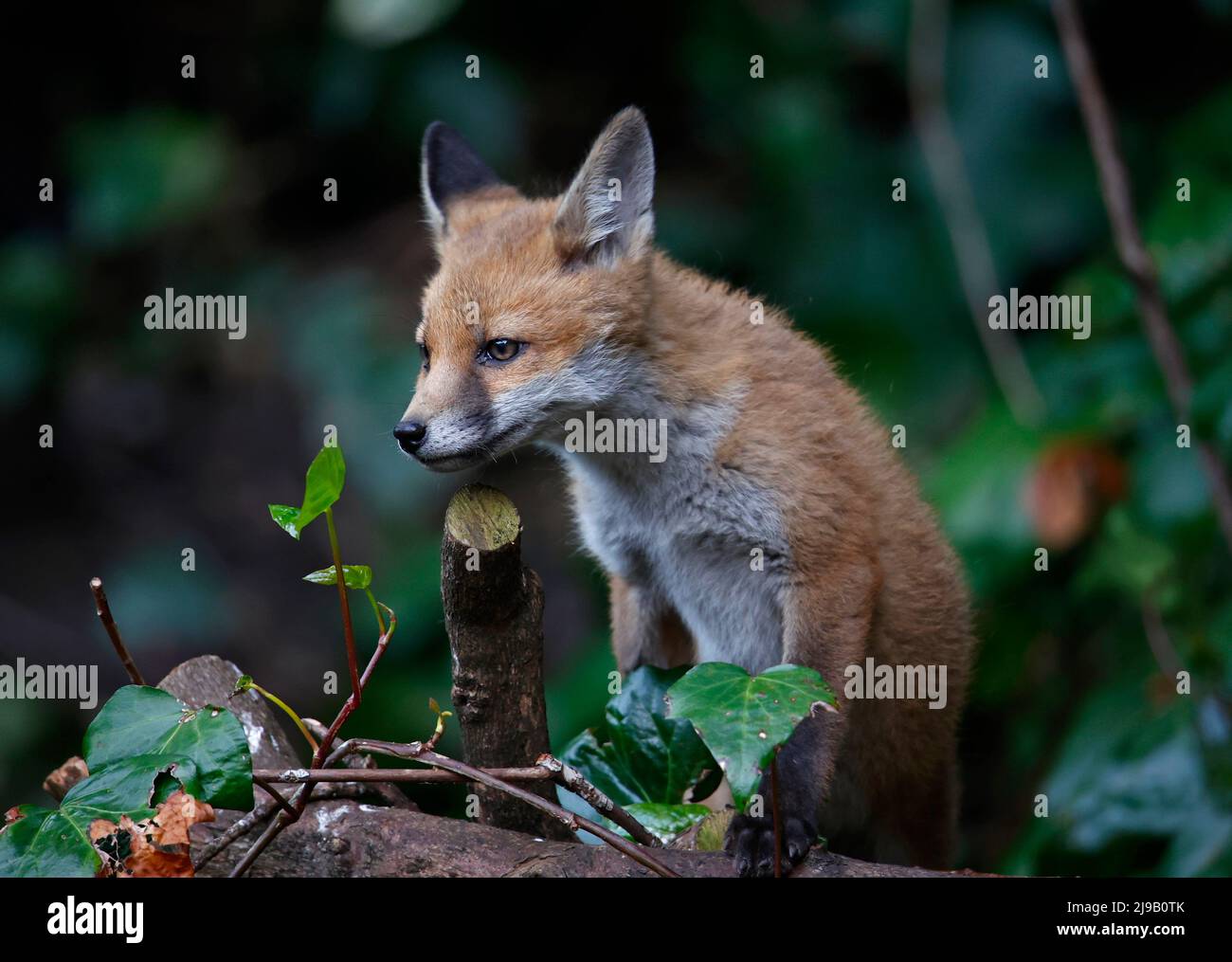 Renard urbain cub explorant le jardin Banque D'Images
