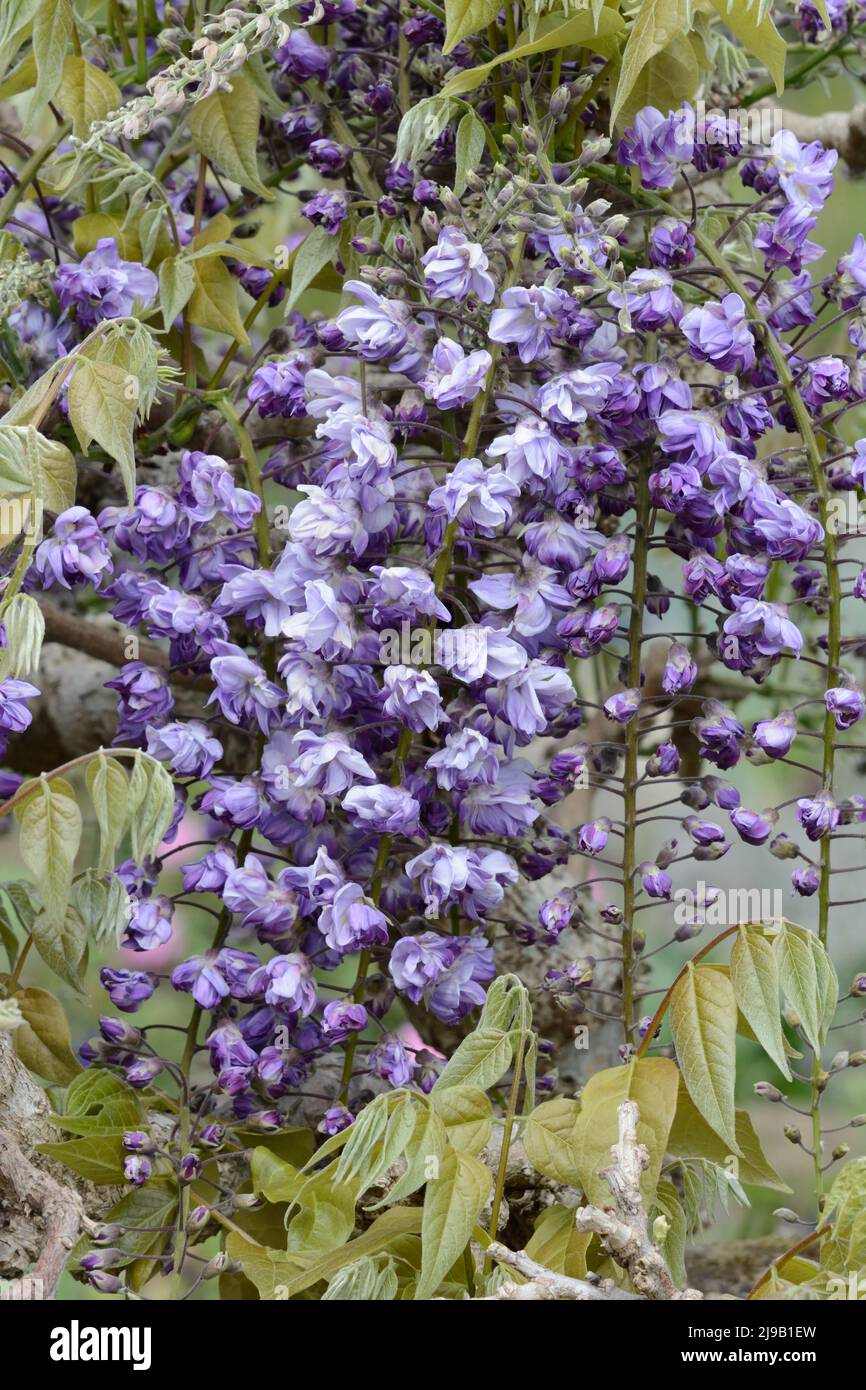 Wisteria floribunda Yae-kokuryu Japanese Wisteria parfumée aux fleurs bleues violettes Banque D'Images