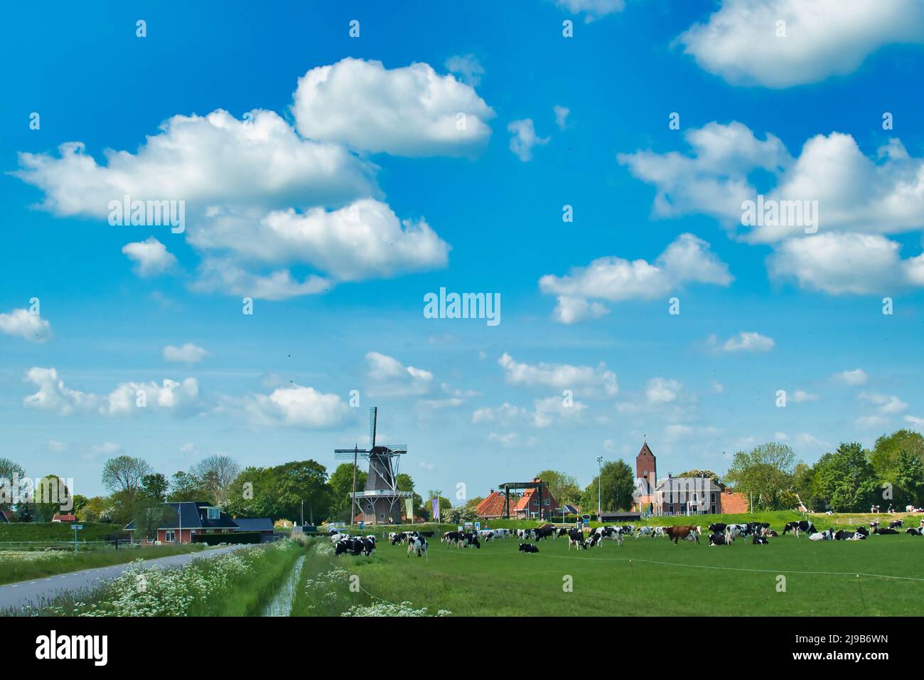 Paysage hollandais typique avec des vaches dans un pré, un moulin à vent et un village traditionnel avec une tour d'église. Garnwerd, province de Groningen, pays-Bas Banque D'Images