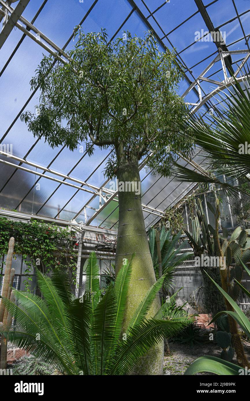 L'arbre à bouteilles, Brachychiton rupestris, est un arbre succulent à feuilles caduques, qui a sévi par la sécheresse, originaire du Queensland, en Australie. Jardin botanique Heidelberg, Baden WUE Banque D'Images