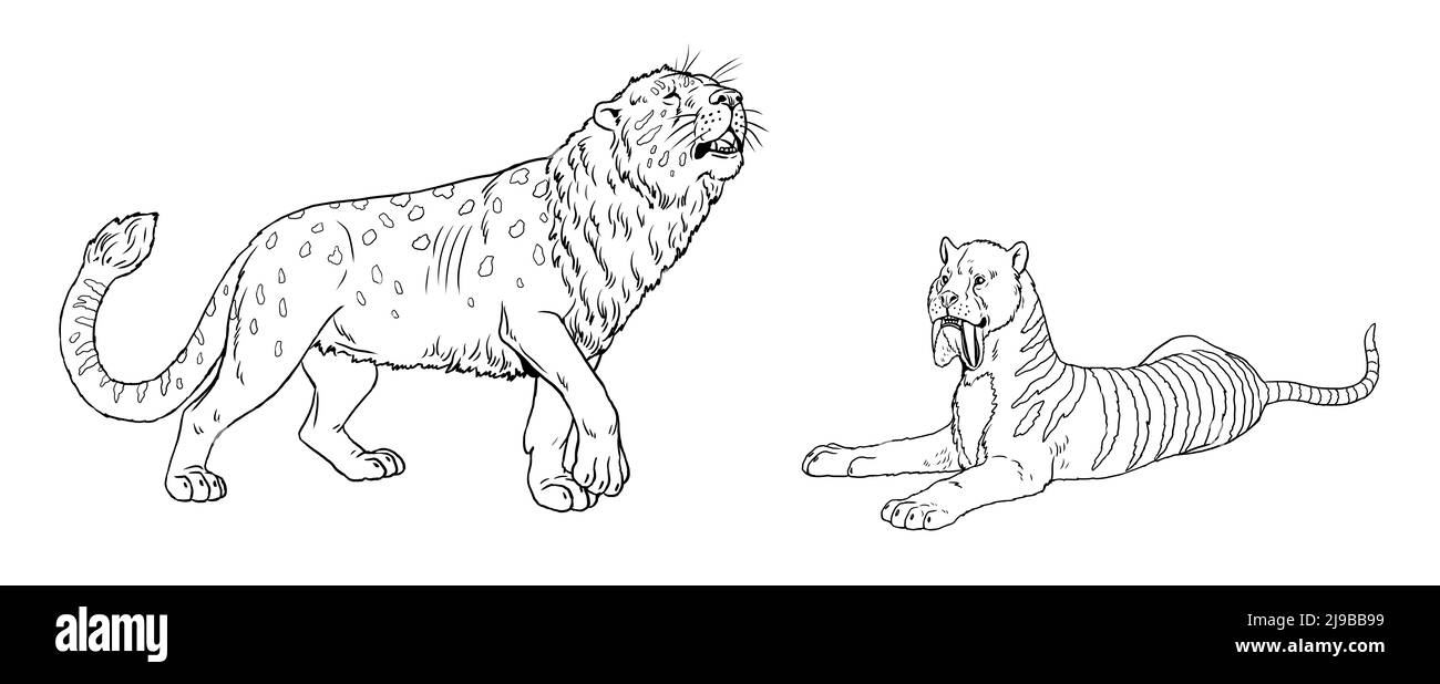 Prédateurs préhistoriques - thylacosmilus et lion troglodyte. Dessin avec un prédateur félin éteint. Modèle pour livre de coloriage avec sabre-tooth. Banque D'Images