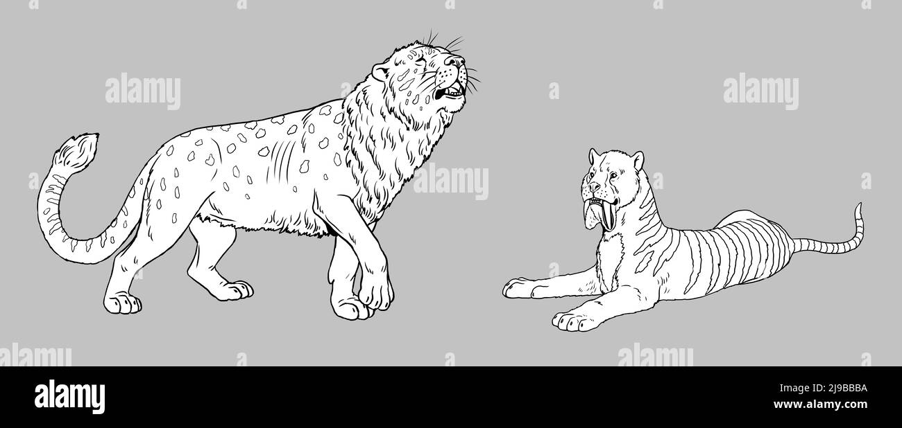 Prédateurs préhistoriques - thylacosmilus et lion troglodyte. Dessin avec un prédateur félin éteint. Modèle pour livre de coloriage avec sabre-tooth. Banque D'Images