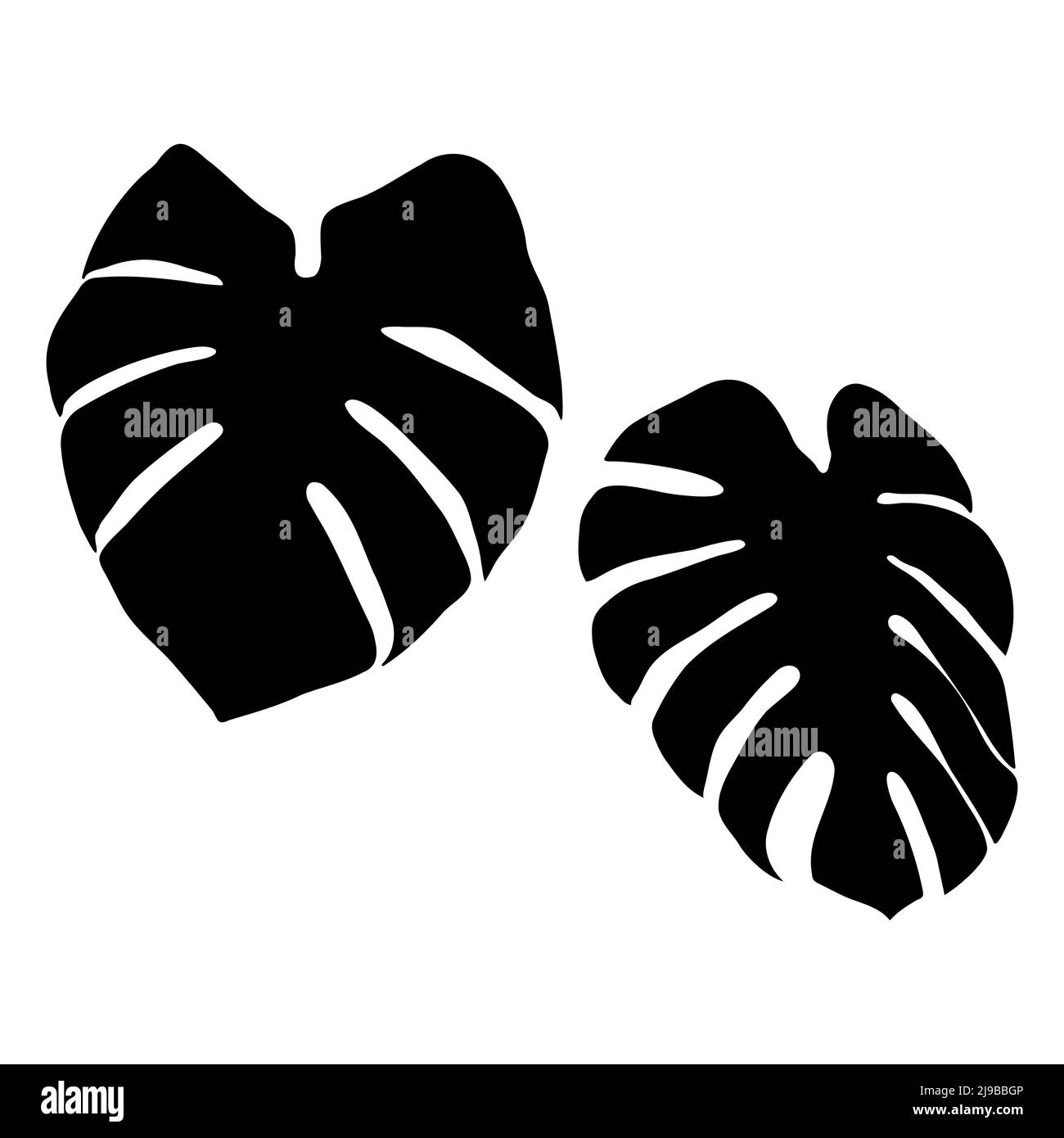 Silhouette noire de feuilles de monstère sur fond blanc. Feuilles tropicales vectorielles pour votre conception. Illustration de Vecteur
