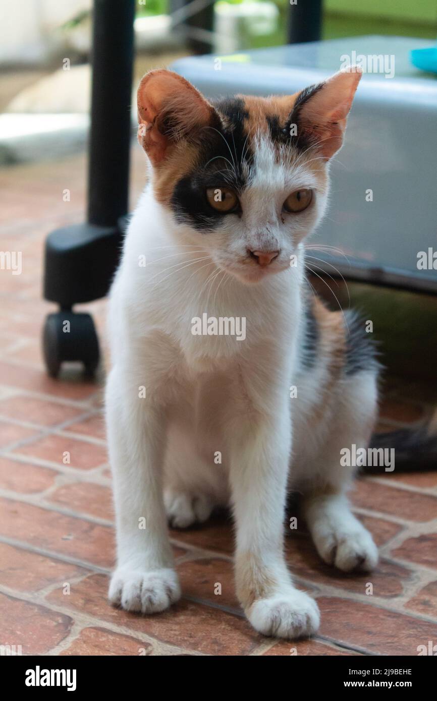 Le calico chat est assis et fait face au côté Banque D'Images