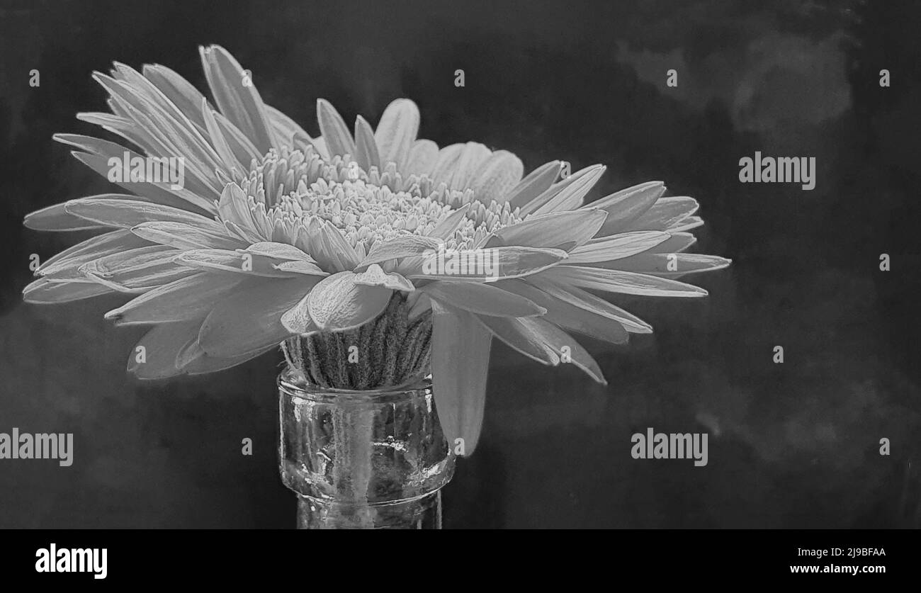 Gerbera rose Banque D'Images