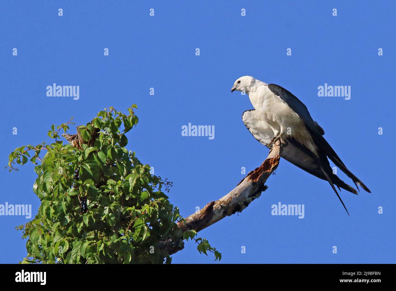Avalez le cerf-volant perché sur une branche au sommet d'un arbre, avec un fond de ciel bleu Banque D'Images