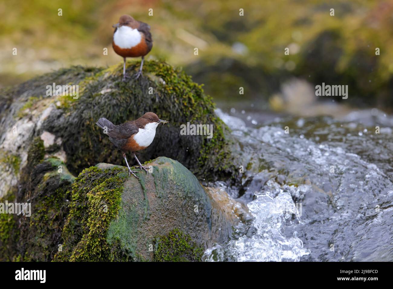 Une paire de balanciers adultes à gorge blanche (Cinclus cinclus gularis) perchés sur un rocher tout en transportant de la nourriture pour les poussins à proximité dans le Yorkshire Dales, Royaume-Uni Banque D'Images