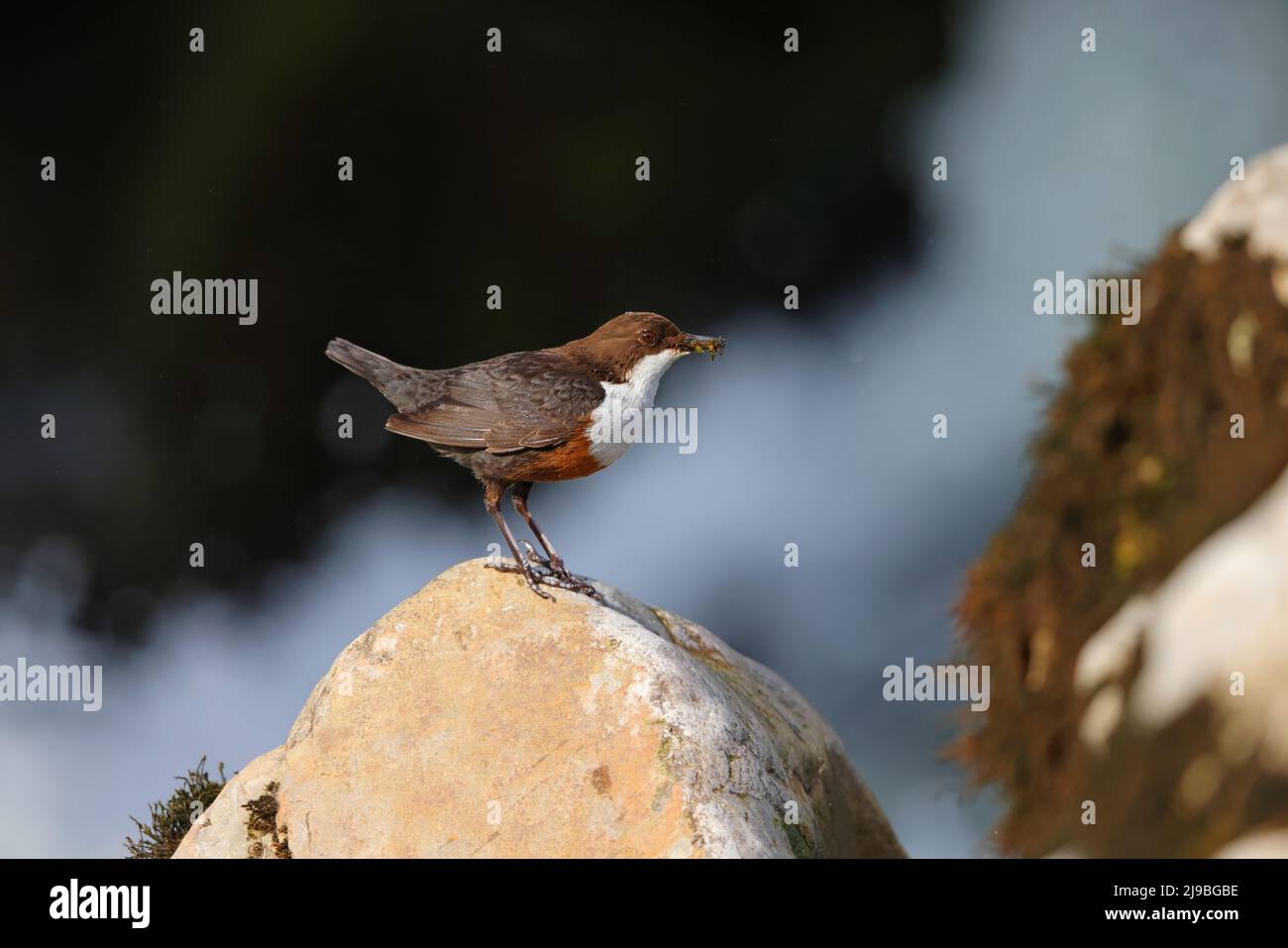 Un balancier adulte à gorge blanche (Cinclus cinclus gularis) perché sur un rocher tout en transportant de la nourriture pour les poussins à proximité dans les Yorkshire Dales, Royaume-Uni Banque D'Images