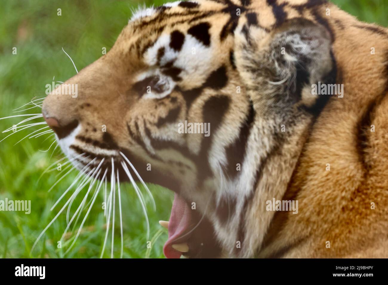 Animaux en voyage en Afrique Banque D'Images