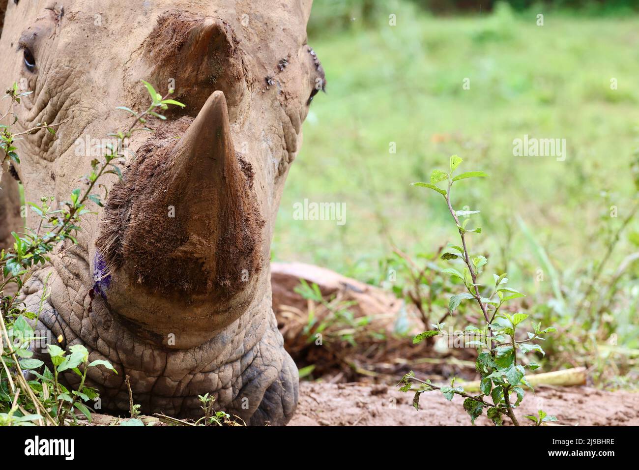 Animaux en voyage en Afrique Banque D'Images