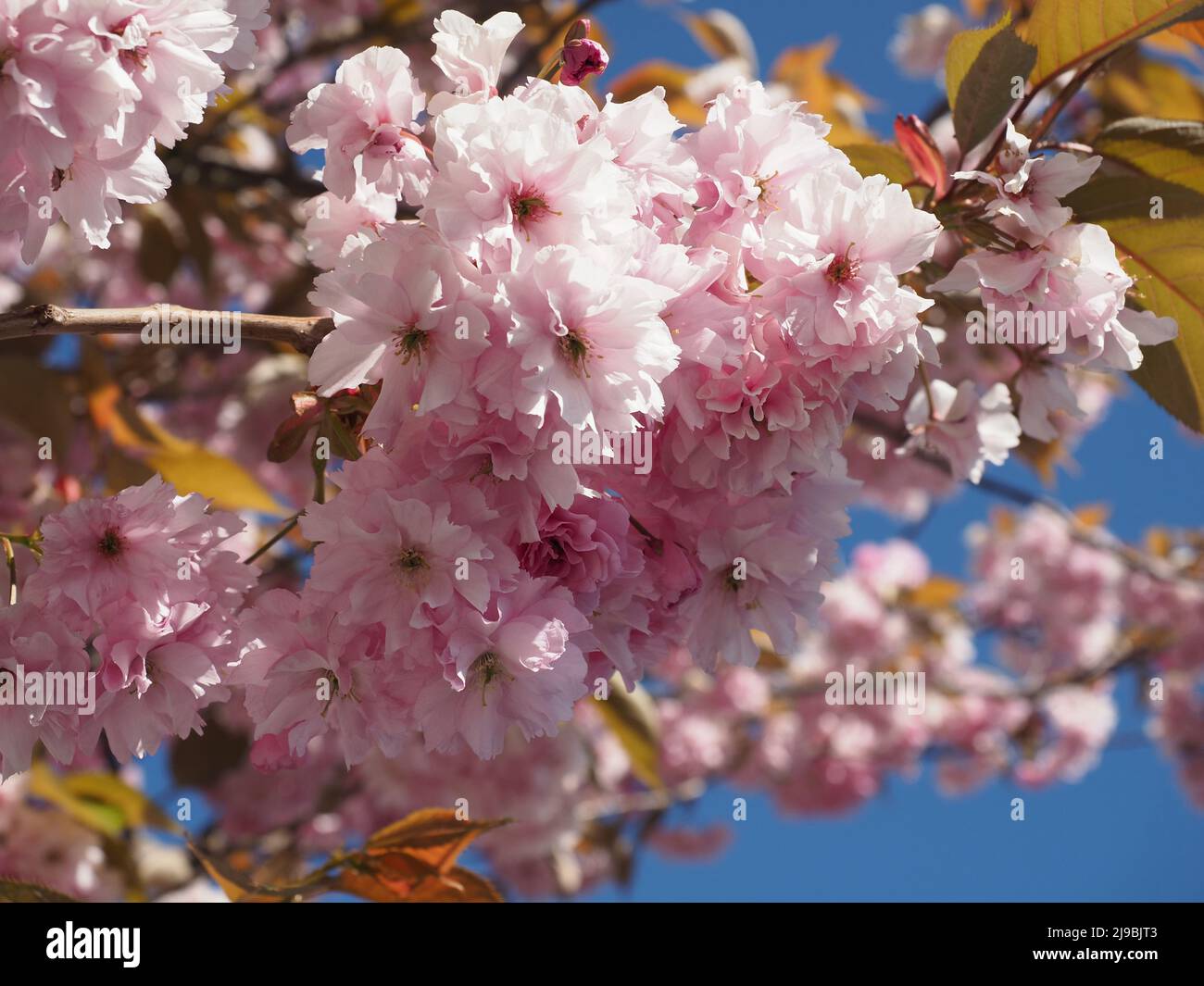 Gros plan sur la fleur d'un cerisier japonais fleuri ornemental mature. Les fleurs rose pâle et les feuilles de bronze contre le ciel bleu. Banque D'Images