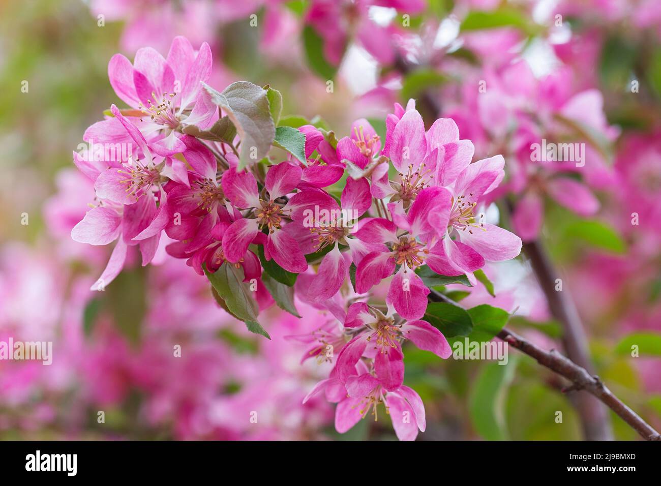 fleurs d'arbres fruitiers au printemps. fleurs roses tendres baignant au soleil. temps chaud d'avril. Arbre en fleurs au printemps, bannière de printemps Internet. SP Banque D'Images