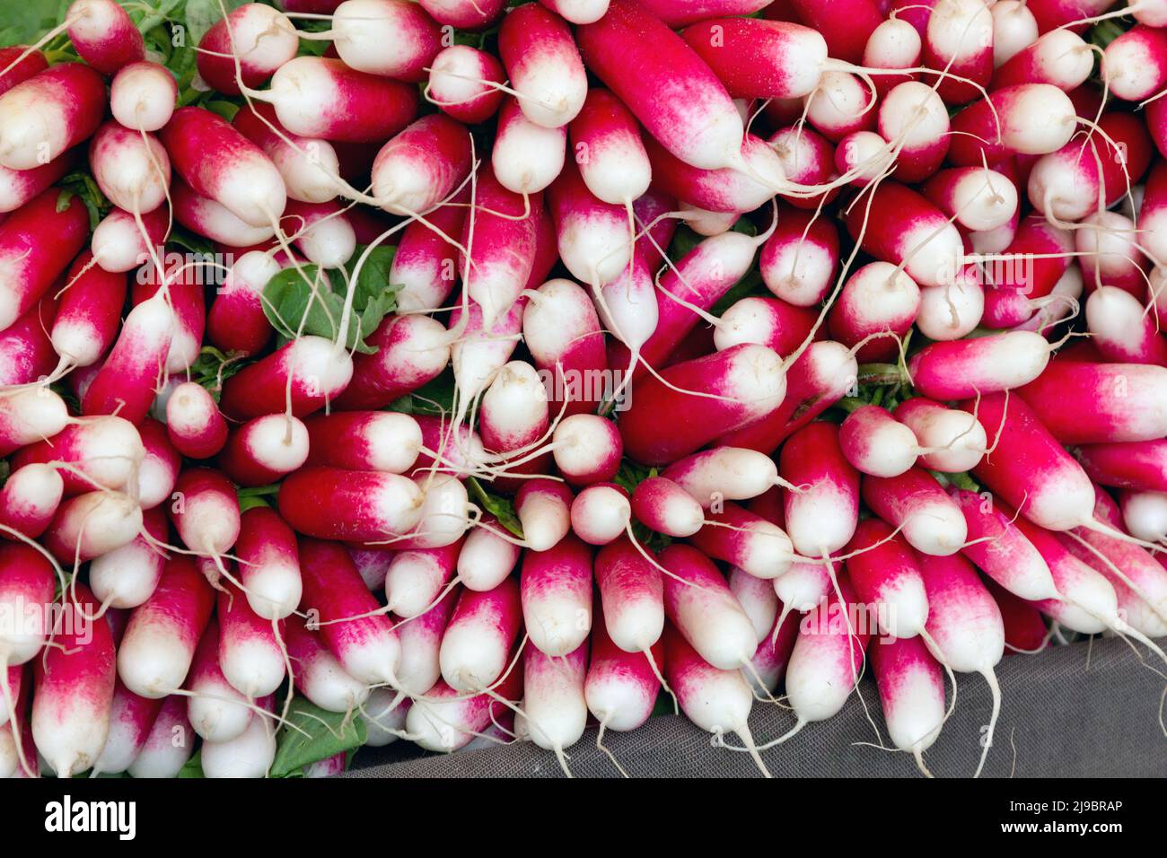 Un grand bouquet de radis à vendre sur un marché français. Banque D'Images