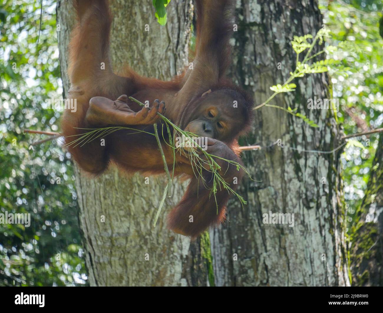 Les orangs-outangs sont de grands singes indigènes des forêts tropicales de l'Indonésie et de la Malaisie. Ils ne sont maintenant trouvés que dans certaines parties de Bornéo et de Sumatra, mais pendant le Banque D'Images