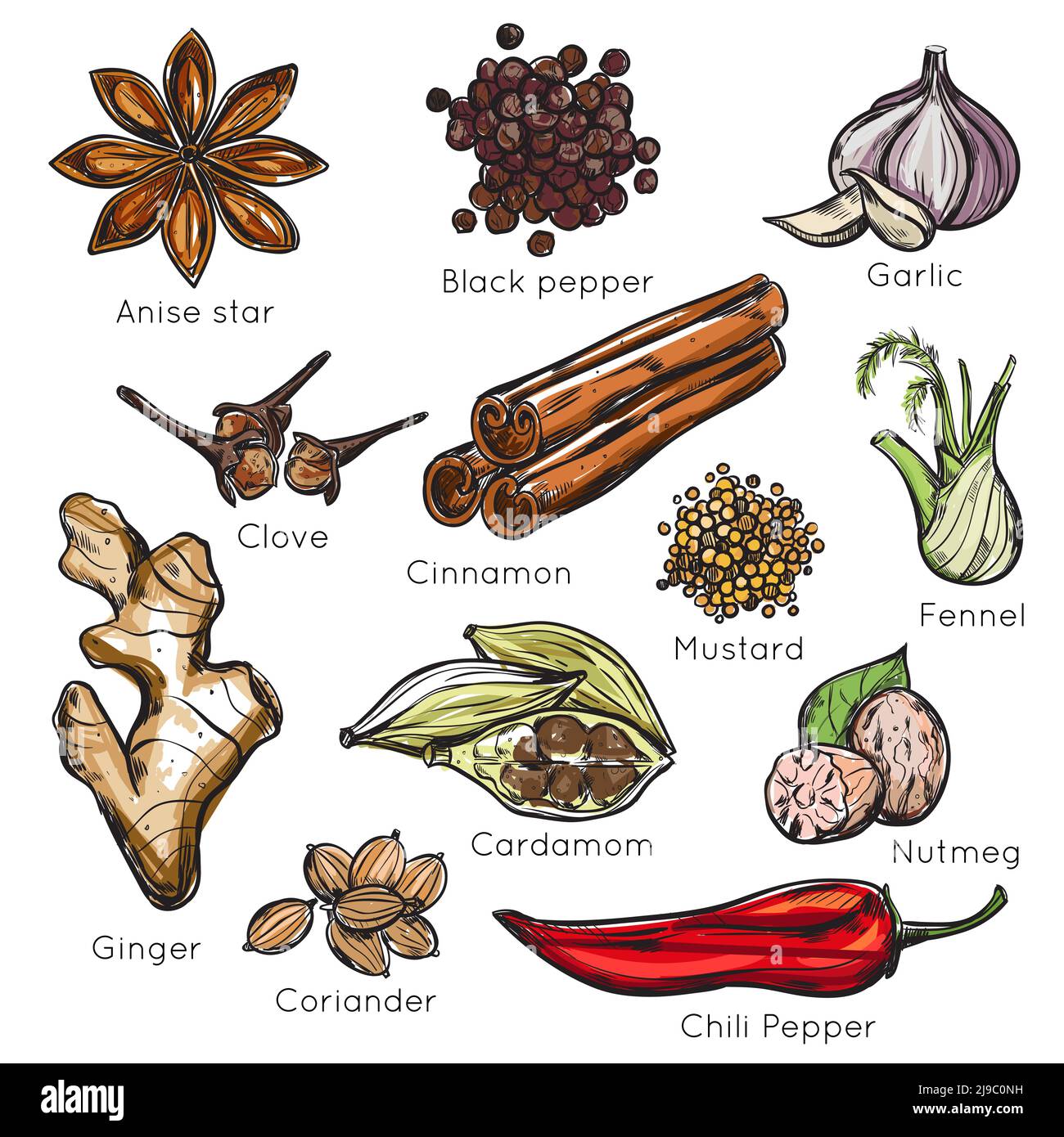 Jeu d'icônes d'épices indiennes colorées et isolées avec des titres illustration vectorielle de l'étoile anis au poivre noir à l'ail et au piment Illustration de Vecteur