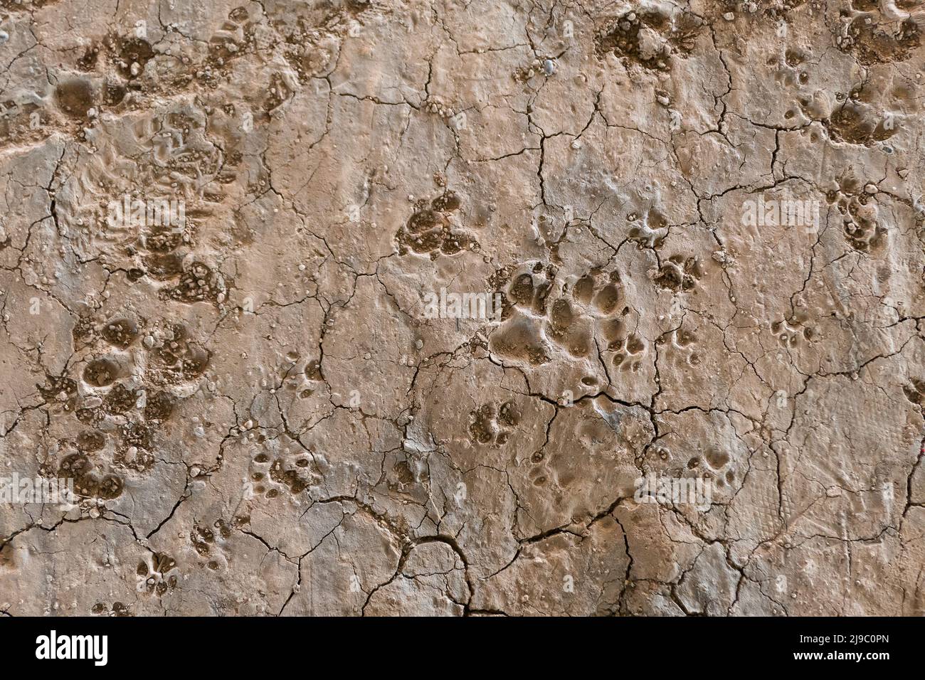 Empreinte de chien sur terre avec la boue, les animaux et la nature. Des traces de l'empreinte de chien de taille différente Banque D'Images