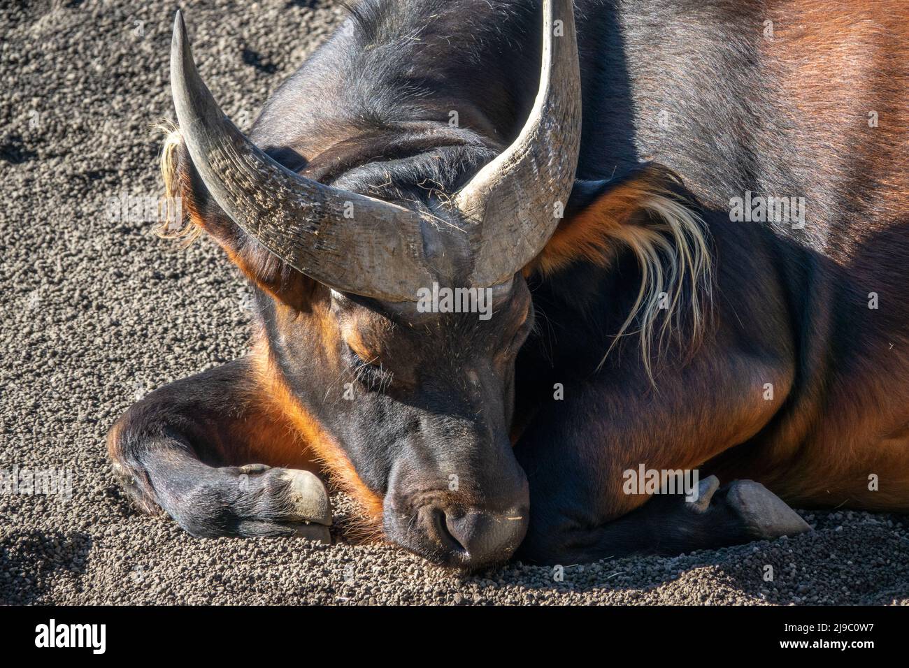 Buffle rouge, Syncerus caffer nanus, buffle du Congo ou buffle nain, sous-espèce de buffle africaine, famille des Bovidae Banque D'Images